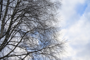 Fototapeta na wymiar Kostomuksha, Karelia, Russia. Here birch branches against the background of the spring sky.March, 10.2020.