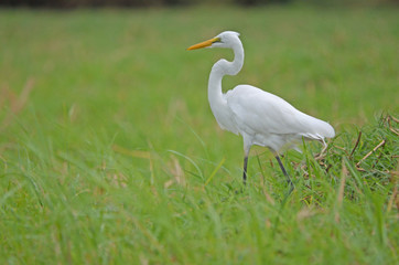 Great Egret