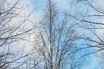Fototapeta na wymiar Kostomuksha, Karelia, Russia.There is a spring sky here .March, 10.2020.