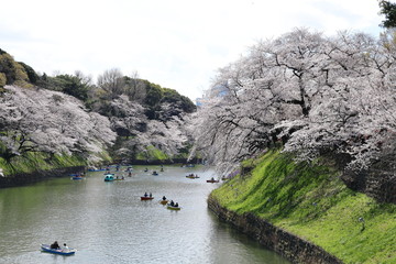 桜の風景