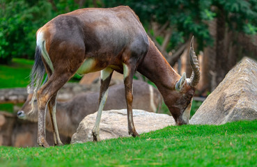 grazing Blesbok on the natural area 