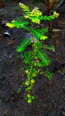 wild grass in the garden