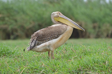 Great White Pelican