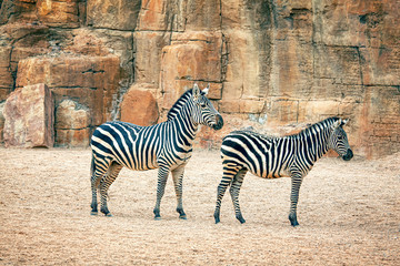 Fototapeta na wymiar two grant Zebras standing together 