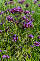 Verbena bonariensis a purple herbaceous perennial summer autumn flower plant commonly known as purple top or Argentinian vervain