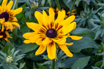 Rudbeckia hirta 'Denver Daisy' a yellow orange herbaceous perennial summer autumn flower plant commonly known as Black Eyed Susan or Coneflower stock photo