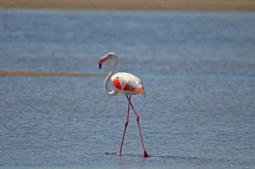 Obraz premium Greater Flamingo