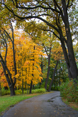 Alley in the autumn park in cloudy weather. Golden autumn.