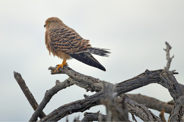 Greater Kestrel