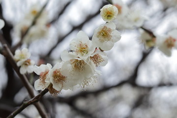 Plum　blossoms in the park ,tokyo,japan