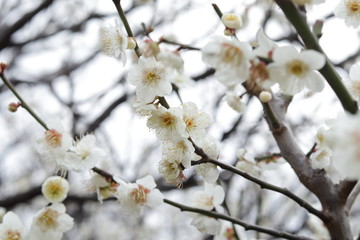 Plum　blossoms in the park ,tokyo,japan