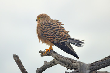 Greater Kestrel