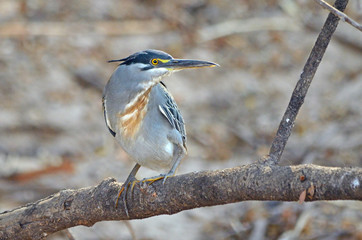 Straited Heron