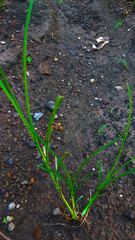 grass on ground