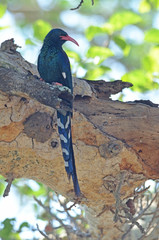 Green Wood Hoopoe