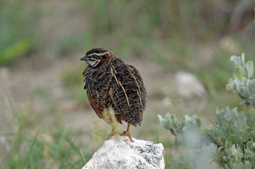 Harlequin Quail