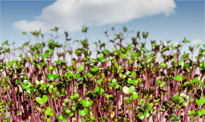 Fresh sprouts of kohlrabi on light blue sky background in the sunlight. Germination and cultivation of microgreens. Healthy eating concept. Closeup of sprouted seeds.
