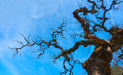 Old bare tree with fantastical curved branches