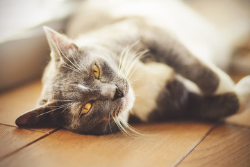 A cute, affectionate gray house cat lies lazily on the wooden floor and basks in the summer sun.
