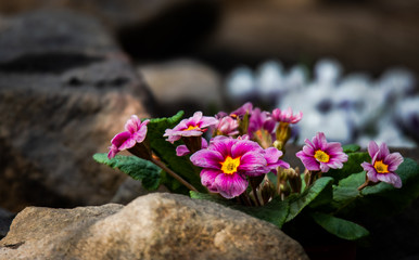 beautiful purple primrose flower in stone decoration