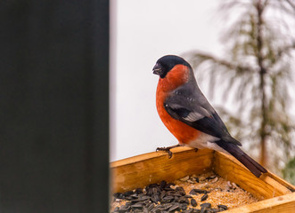 Beautiful large bullfinch (lat. Pyrrhula pyrrhula) sits in a feeder on the background of a small cedar. It's a male. Winter.