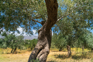 trunk of an old olive tree with blue sky