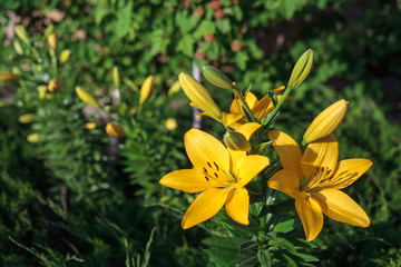 Fototapeta premium Yellow lily flower with buds growing in the garden. Lily flowers close-up, on a green grass background. Floral background outdoors