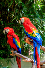Obraz na płótnie Canvas Cute macaw standing on a branch.