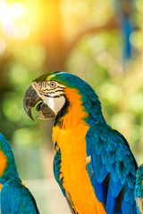 Cute macaw standing on a branch.