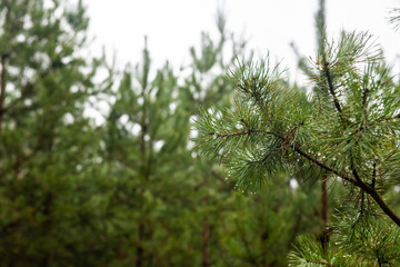 Spring coniferous forest nature landscape photography