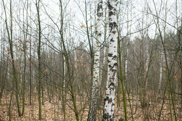 White birch trunk in spring forest nature close up photography