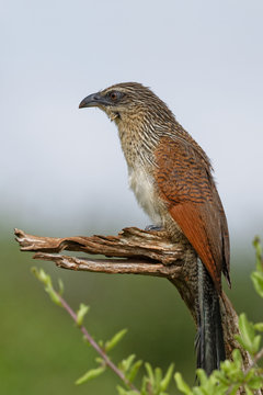 Wei&szlig;brauen-Sporenkuckuck