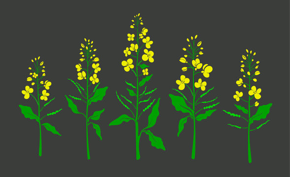 Dagger Pod Mustard Clip Arts - Mustard Plant Drawing Easy, HD Png Download  , Transparent Png Image - PNGitem