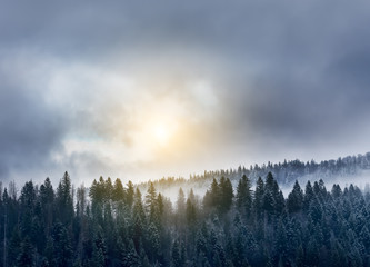 View of the mountain overgrown with spruce forest. Huge fir trees in hoarfrost and fog on a mountainside and dramatic sky. Wintry, early spring landscape.