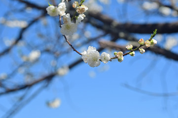 That flower just started blooming