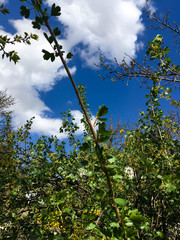 Beautiful yellow flowers and green leaves on a currant bush on a background of blue sky. spring currant blossoms bush