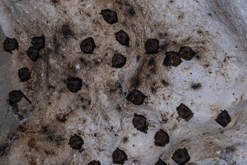 Groups of sleeping bats in cave - Lesser mouse-eared bat (Myotis blythii) and (Rhinolophus hipposideros) - Lesser Horseshoe Bat At night