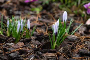Nice spring Crocus vernus flowers in morning dew macro nature