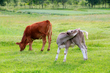 Obraz premium The cattle were grazing in the meadow