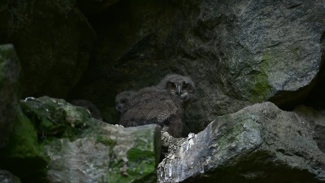 Eurasian eagle owl (Bubo bubo) chicks / fledglings sitting in nest on rock ledge in cliff face