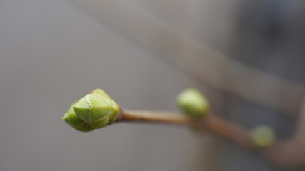 Tree branch with tiny buds. Branch of tree with small fresh buds growing in spring time