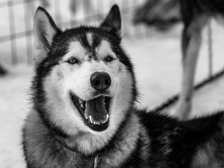 Fototapeta premium portrait of siberian husky