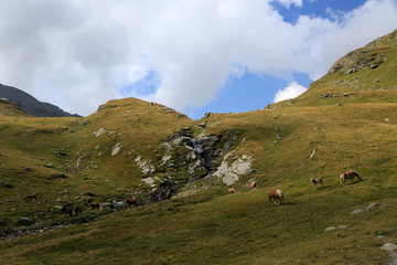 Fototapeta na wymiar Horse in Itlainan Alps, Madesimo area, Lombardy, Italy