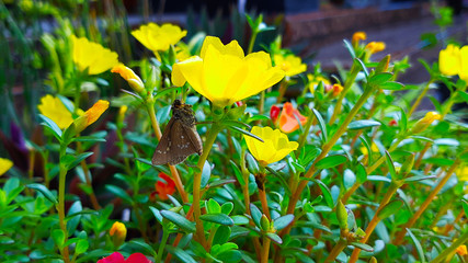 yellow flowers in the garden