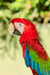 Cute macaw standing on a branch.