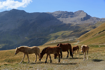 Fototapeta na wymiar Landscape with horses, Italian Alps in Madesimo region, Lombardy, Italy