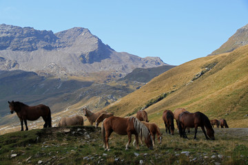 Fototapeta na wymiar Landscape with horses, Italian Alps in Madesimo region, Lombardy, Italy