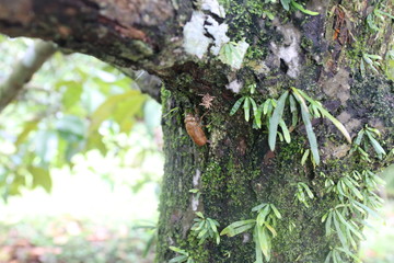 Obraz premium Cicada stain on a durian tree.