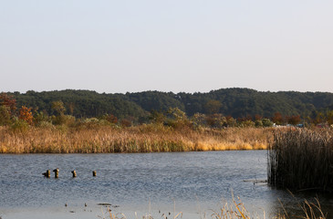 There are grasses in a wide river.