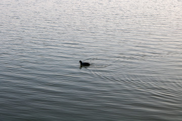 A bird in the lake.